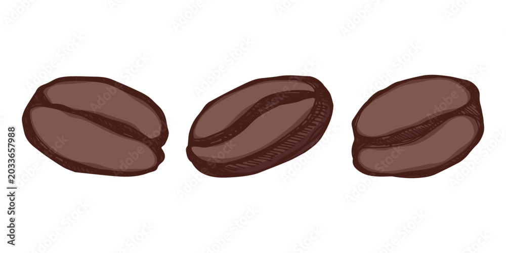 Fototapeta premium Set of hand drawn fresh roasted coffee bean Arabica robusta seed doodle Single element for design print packaging label decor