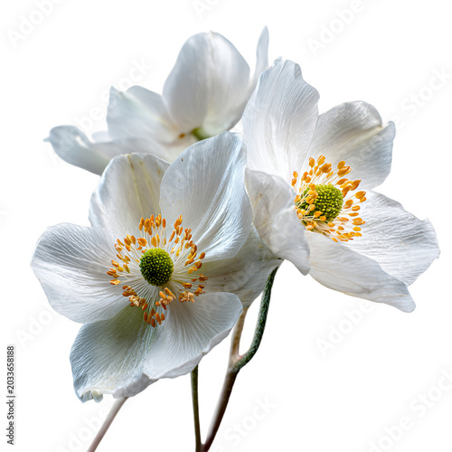 Spring Forest Landscape with Close-Up of Sunlit Anemone Flower - Nature Photography Image for Professional Websites & Marketing Materials