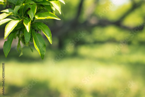 Photos 日本の郊外の雑木林に広がる瑞々しい新緑と光と影の風景