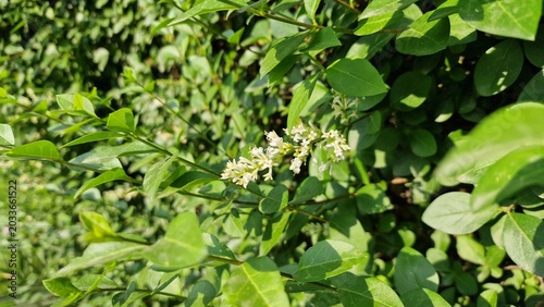 Картината върху платно Ligustrum japonicum,Japanese privet or the Wax leaf privet plant and flowers