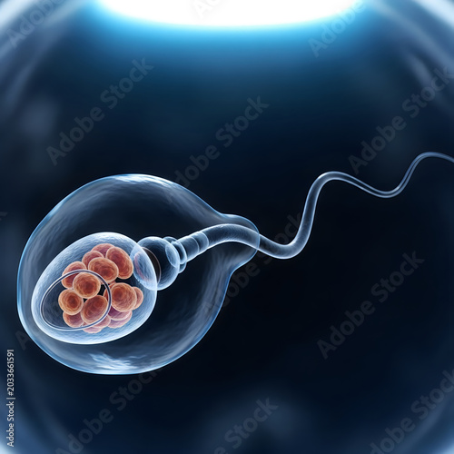 Sperm cell, fertilized egg, zygote, human reproduction, microscopic