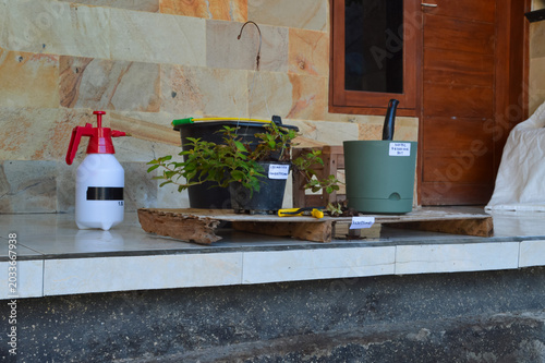 Quarter left eye level image featuring Golden Globes Loosestrife plant beside a nordic reservoir pot with hand sprayer, pruning scissors, and soil mixing bucket.