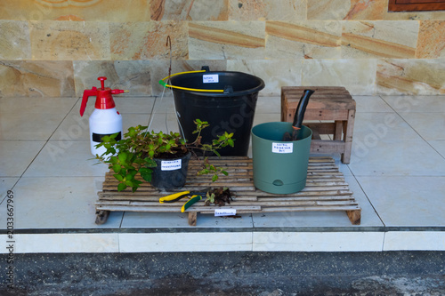 Center high angle photograph featuring Golden Globes Loosestrife plant, nordic reservoir pot, hand sprayer, and soil mixing container during repotting preparation outdoors.