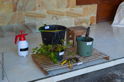 High angle left side image showing Golden Globes Loosestrife plant, pruning scissors, nordic reservoir planter, and gardening tools arranged neatly on a bamboo platform.