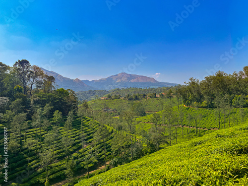 Tea plantation landscape near Vythiri in Kerala India with mountain scenery and green tea fields
