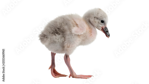 Photography Cute small spotted baby ostrich or rhea chick standing and looking curiously for