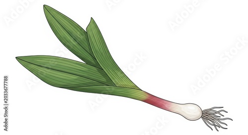 Botanical Illustration of a Wild Leek Ramp with Green Leaves and White Bulb Isolated on White Background