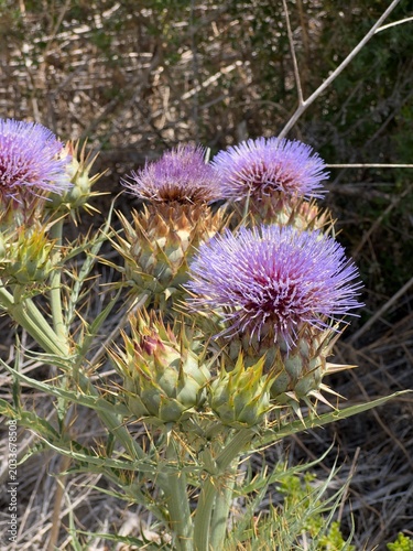 Valokuva Close-up of bright purple flower heads of the wild artichoke (Cynara cardunculus) in Carlsbad, California, spring 2026