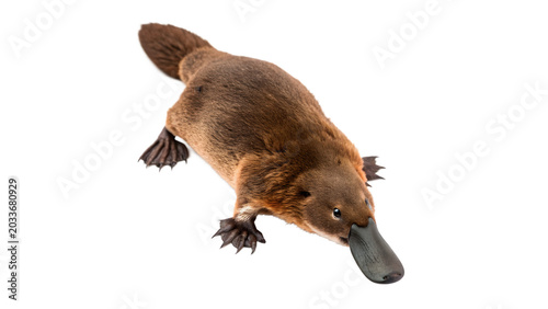 Tableau sur toile Wild exotic brown platypus animal walking or crawling for Australian fauna wildl