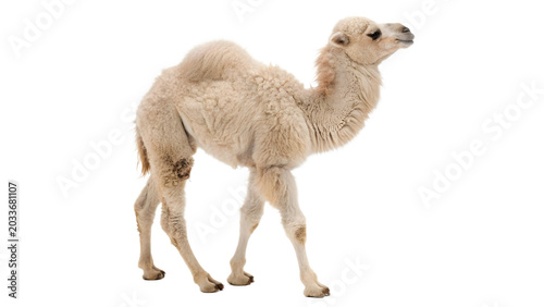 Photos Wild exotic light brown camel animal standing calmly for desert nature safari wi