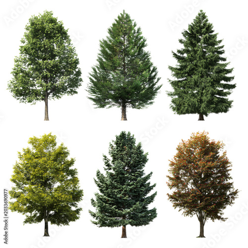 Professional Photorealistic Tree Collection on Transparent Background for Creative Projects