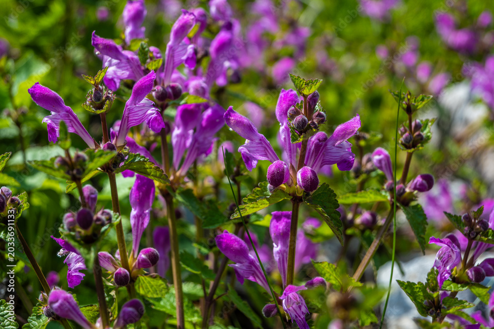Fototapeta premium Detailed close-up showing clusters of Purple Dead-nettle thriving amidst lush green foliage in Galicica National Park meadow