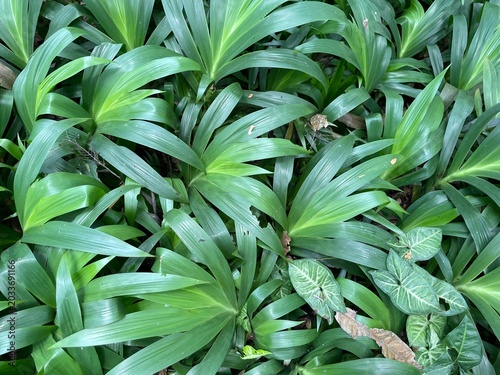 Chlorophyll is a natural green pigment found in plants, algae, and some types of bacteria. Acting as a 