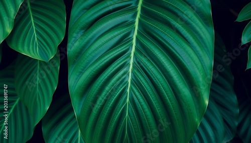 Close-up of lush green tropical plant leaves with prominent veins.