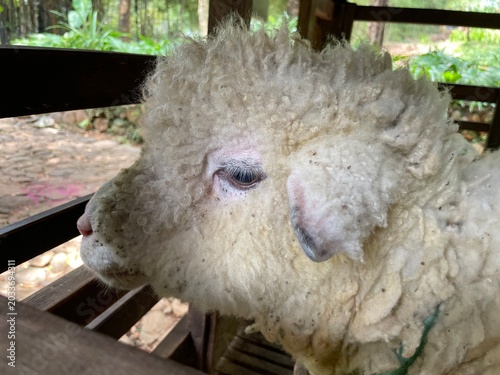 Sheep's wool is mainly used as a natural fiber for the textile industry as the main material for warm clothing (such as jackets and sweaters), blankets, and even carpets.