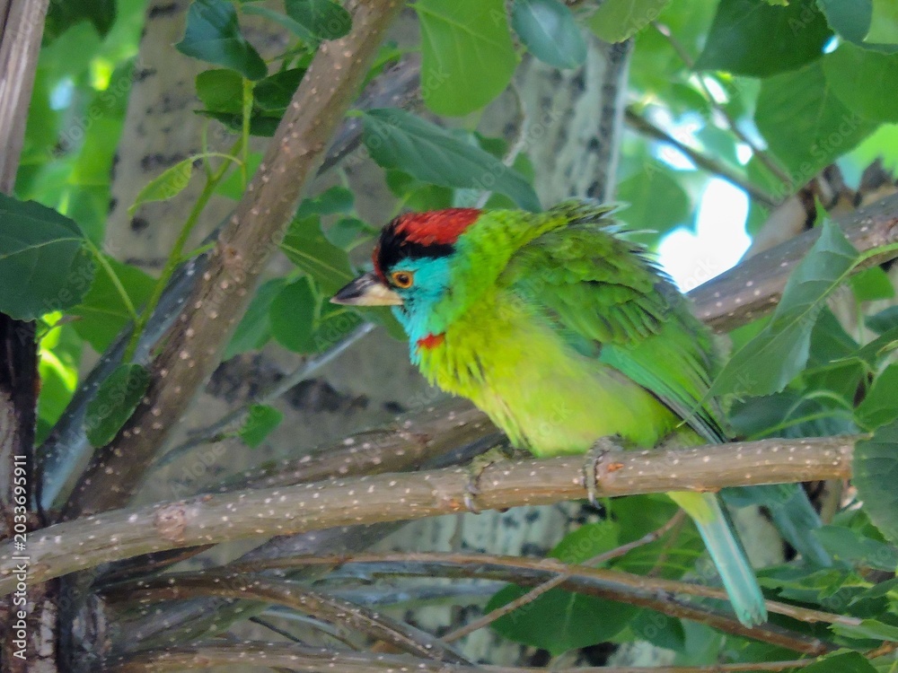 Obraz premium Colorful Blue-throated barbet beautiful Bird