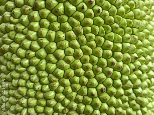 ABSTRACT ARTISTIC BEAUTIFUL GREEN JACKFRUIT SKIN PATTERN