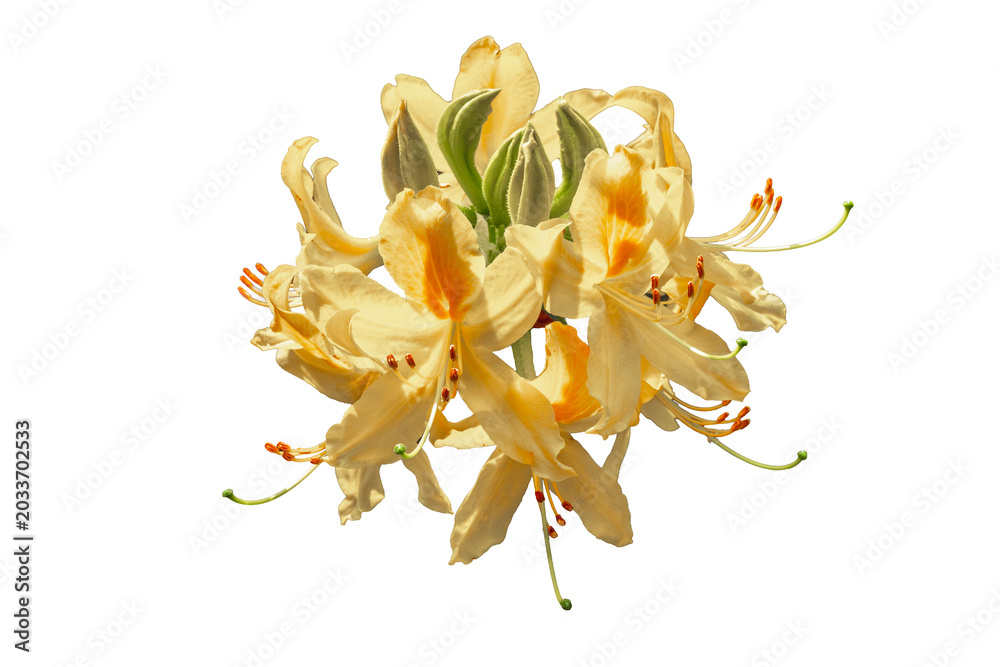 Obraz premium Różanecznik, azalia, rododendron (Rhododendron L.)