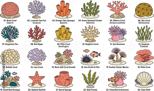 Photos Educational coral reef life illustration set featuring identified species including brain coral sea anemone clownfish and sponges for marine biology and kids book designs