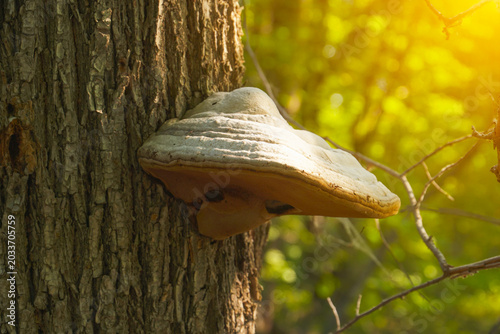 A tinder fungus on a tree trunk