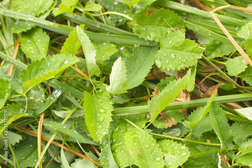 Dew drops on the green leaves of the grass
