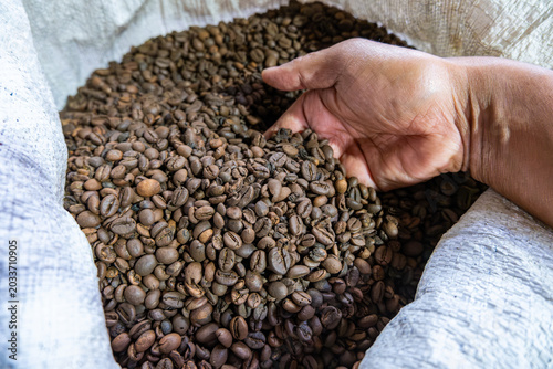 Top view of raw coffee beans in sack with hand, farmer sorting robusta beans before roasting, coffee production and supply chain concept.