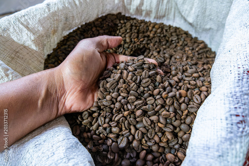 Hand scooping raw robusta coffee beans from sack, farmer inspecting quality before processing, natural agriculture and coffee production concept.