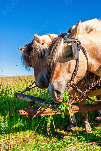 Foto Fjord horses with harness at haymaking on a grass meadow