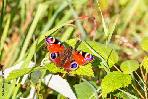 Fotografie Peacock butterfly in a sunny meadow