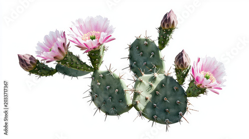 Vibrant watercolor illustration of cactus with pink flowers, showcasing its unique shape and texture, evoking sense of nature beauty