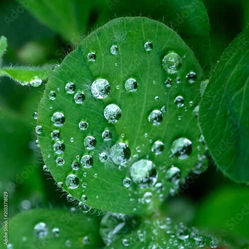 Macro view of clover leaf covered in dew and water droplets on green foliage