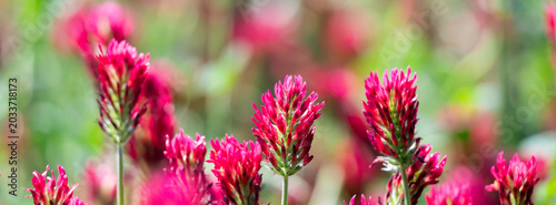 Close-up of crimson clover wildflowers in a sunlit meadow with vibrant pink r...