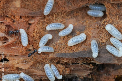 Closeup on a nest and colony of the Black forest ant, Lasius fuliginosus taking care of white larvae in their nest