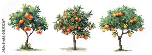 Εκτύπωση καμβά Orange trees with ripe fruits and green leaves appearing as a watercolor illustr