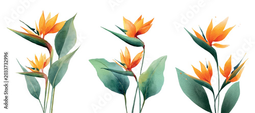 Obraz na płótnie Bird of paradise flower watercolor collection featuring vibrant orange blossoms