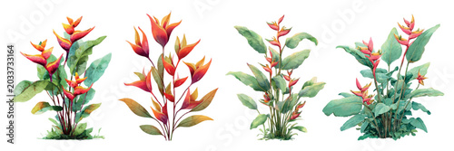 Photos Four vibrant watercolor heliconia illustrations with orange red bracts and varie