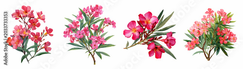 Billede på lærred Watercolor oleander flowers blooming in various shades of pink and red, creating