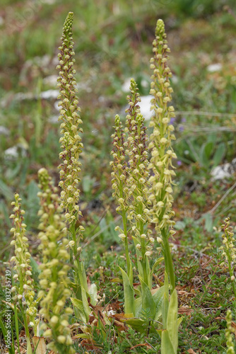 Fotografie Closeup on a group of the endangered the man orchid, Orchis anthropophora, in th