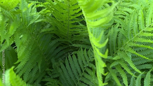 Top view of vibrant green fern leaves in natural light. Fresh spring fern foliage with detailed texture and lush botanical background. Peaceful nature scene with tropical forest atmosphere and rich gr