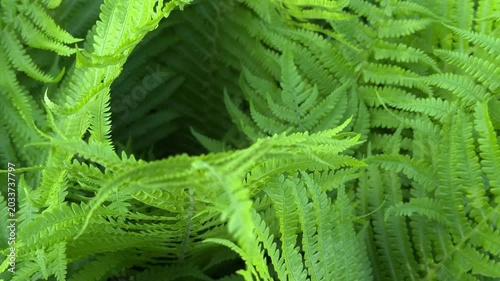 Top view of vibrant green fern leaves in natural light. Fresh spring fern foliage with detailed texture and lush botanical background. Peaceful nature scene with tropical forest atmosphere and rich gr