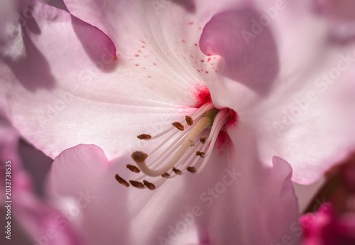 Schilderij op canvas Close-up of pink rhododendron flower petals with stamens, anthers, and red speck