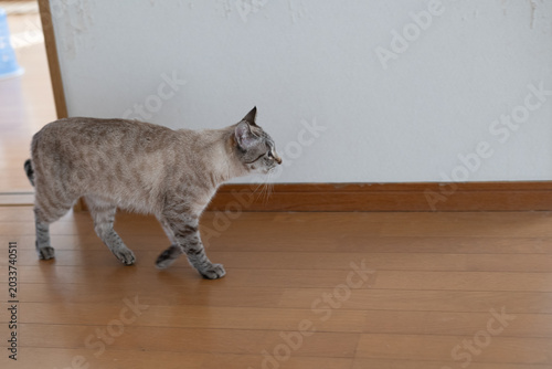 部屋を歩く可愛い猫　シャムトラ猫