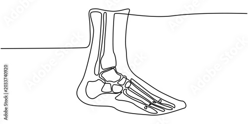 Foto Minimalist Hand Drawn Continuous Line Anatomy of Human Foot