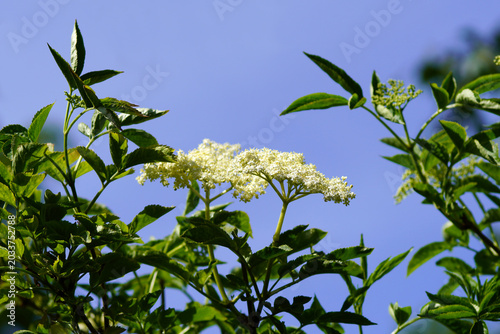White flowers of elder (Sambucus nigra), family Adoxaceae. Blue sky. Netherlands. Spring, May.	