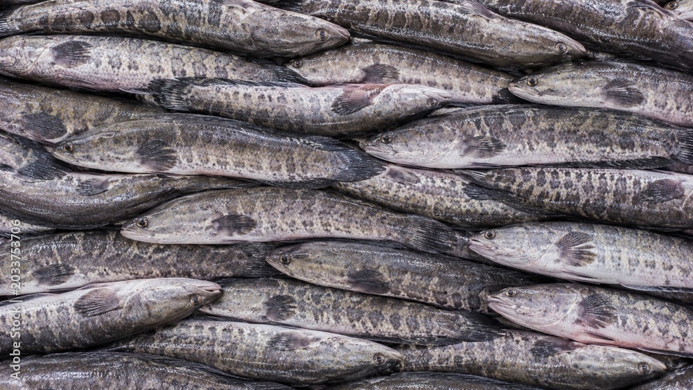 Obraz premium Snakehead Fish Background. Fish Background. Generative Ai