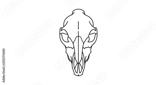 Fotografija Detailed illustration of animal skull.