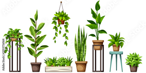 Set of green houseplants isolated on a white background. Potted plants. Cartoon vector illustrations