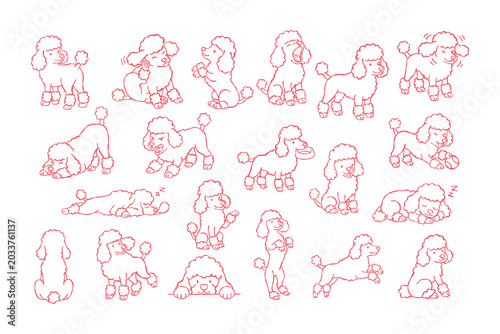 Poodle dog puppy pet outline sketch set cartoon cute playful red line poodle dog puppy outline sketch set many poses, sitting, standing, walking