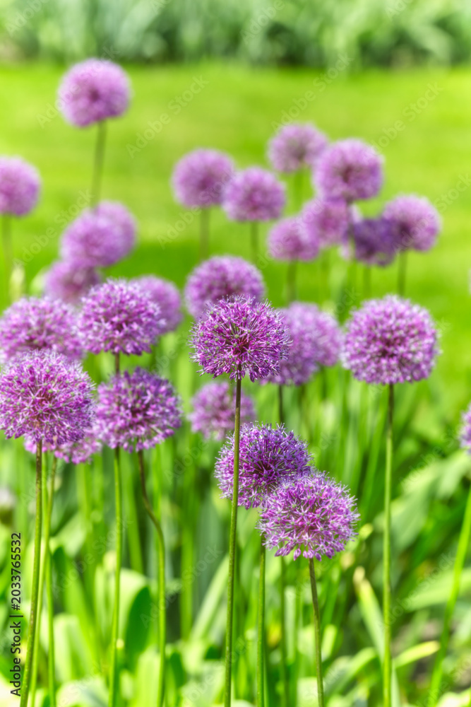 Obraz premium Nature background with spring flowers. Selective and soft focus. Close up.