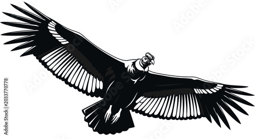 Black and white vector illustration of flying Andean condor